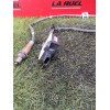 Recambio de sonda lambda para renault kangoo iii monospace blue dci 95 (kjab) referencia OEM IAM 227930491R  
