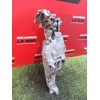 Recambio de soporte alternador para citroën jumper furgon 30 l1h1 bluehdi 110 blue-hdi fap referencia OEM IAM 9807162780  