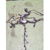 Recambio de instalacion electrica motor para opel vivaro c furgoneta (k0) 2.0 referencia OEM IAM 9858422580 9800137480 